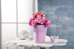 DAMLA SAKSI NO.2 (1,2LT)